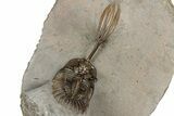 Trident Walliserops Trilobite - Exceptional Preparation #328576-4